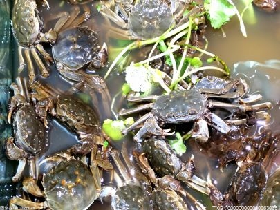 南京固城湖螃蟹市场抢在螃蟹大量上市前正式开张