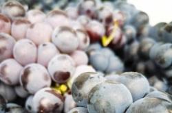  盘城葡萄已成为打造全域旅游发展的重要产业支撑