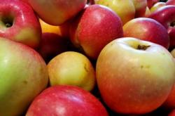 团山沟村50余亩苹果树进入盛果期 总产量能达到5万余公斤