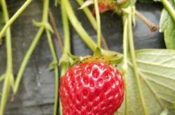 保定宋贾村大力发展草莓产业 带领村民增收致富