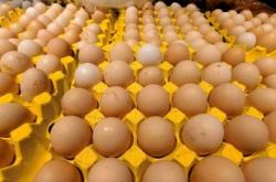 曲周南里岳乡加大养鸡产业扶持力度 促进产业转型升级