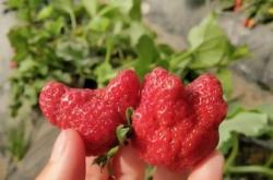 长丰县草莓种植面积约20万亩 总产值超60亿元