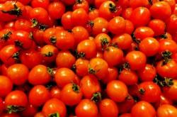 桃城区稳定增加蔬菜种植面积 促进产业兴旺