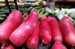 滦州积极引进红薯品种 引导帮助村民大力发展富民产业