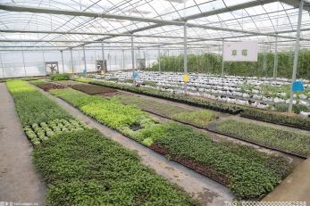 宽城汤道河镇调整优化农业结构 促进农业增产增效