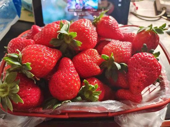 完善草莓全产业链 黄陂小草莓长出10亿元大产业