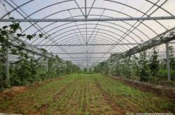 张家口下花园区：合理调整产业结构 发展蔬菜大棚 