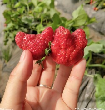 产值近6亿元 南京成为全省设施草莓知名产地