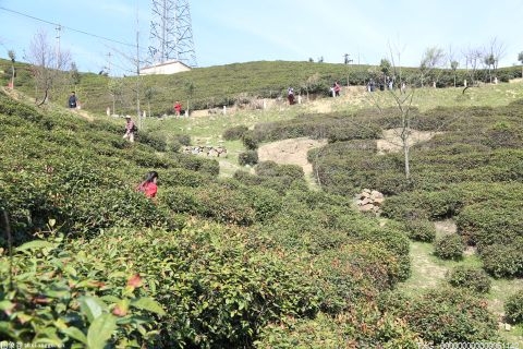 气温回升春茶迎来采摘季 宁波北仑21.3万亩茶园陆续上市