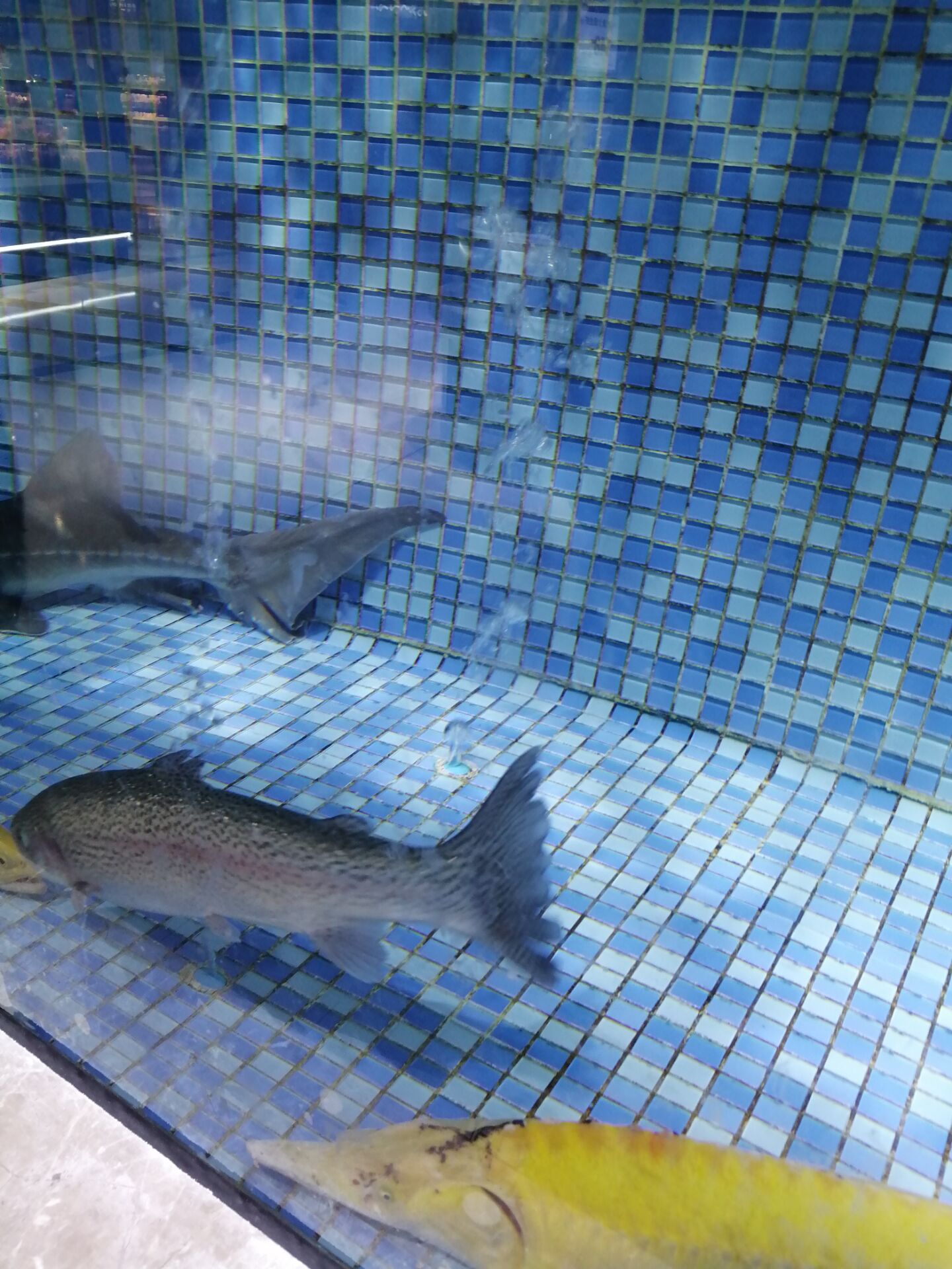 宁波象山小黄鱼全人工苗种繁育500余万尾 产业链产值达1.05亿元