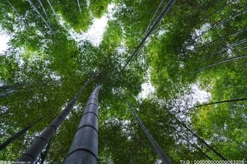 海曙区横街镇浙东大竹海总结出一套“种植经” 实现竹林生态循环发展