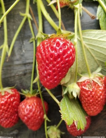 “甜蜜收获期”戛然而止 南京最大草莓出产地平均每天卖3万元