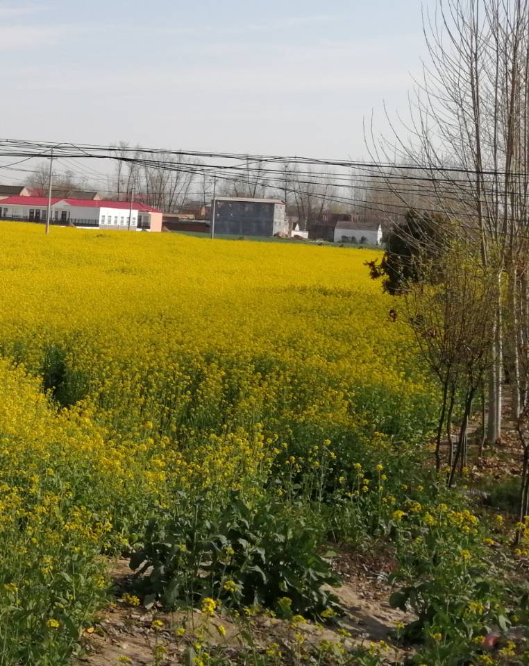 南京：打造油菜花景观 推动农业一二三产融合发展