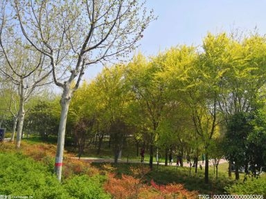 衡水枣强有力推动春季造林绿化工作开展 为大地增添许多春意