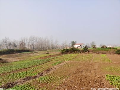 滁州南谯区创新“高标准农田+”模式 切实巩固和提升粮食综合生产能力