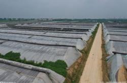 沧州加快构建现代农业产业体系 引领农业产业化不断发展