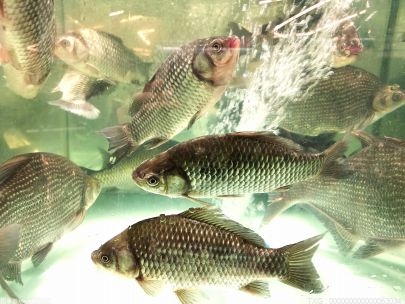 今年南京特色鱼面积超过15万亩 产量预计将有望首次突破1万吨