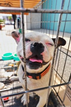 宁波启动夏季专项整治行动 使依法养犬观念深入人心