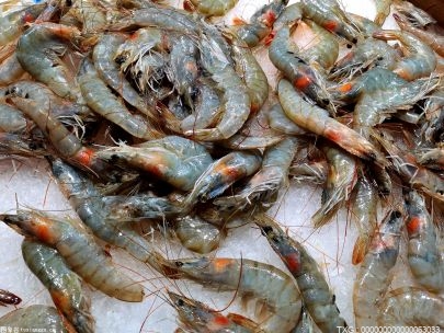 天津市10万亩海水虾喜获丰收 预计总产量达800万公斤