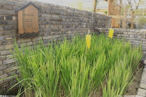 今年宁波江北早稻种植面积超过1.1万亩 预计订单早稻收购量达4500吨