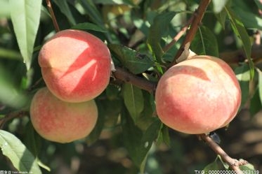 目前连云港灌南县各地共有桃树面积8000多亩 种植品种结构丰富