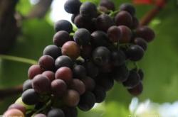 常德澧县葡萄种植面积达6.7万亩 葡萄年产值超30亿元