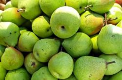 衡水深州今年梨果产量将达30万吨 预估产值7.49亿元